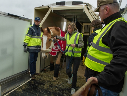 Qatar Airways Cargo transports European equine guests to Omaha, Nebraska