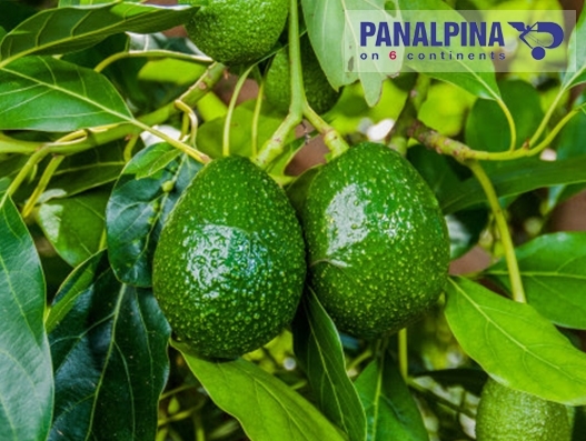 Panalpina Luxembourg secures Certysis license to handle perishables Panalpina Luxembourg secures Certysis license to handle perishables