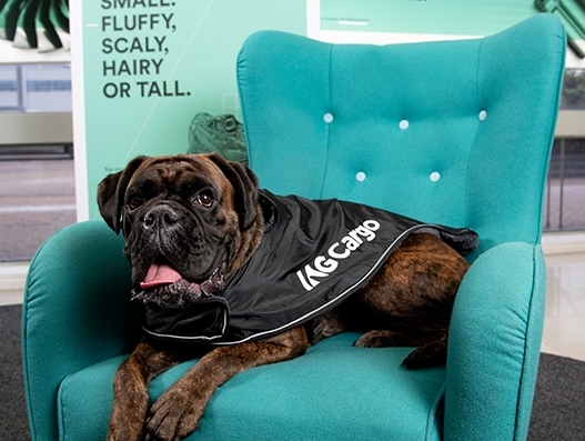 Pets get special attention at London Heathrow as IAG Cargo unveils new pet transport service