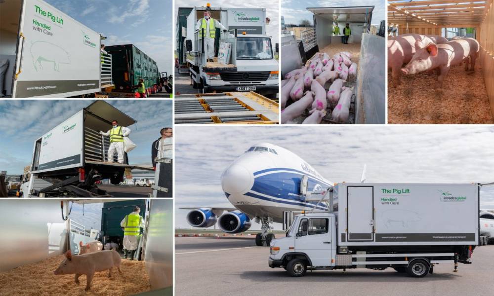 Pigs travel in style aboard Intradco Global’s innovative Pig Lift solution Pigs travel in style aboard Intradco Global’s innovative Pig Lift solution
