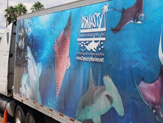 Sharks reach their new home in Brazil with the help of American Airlines Cargo