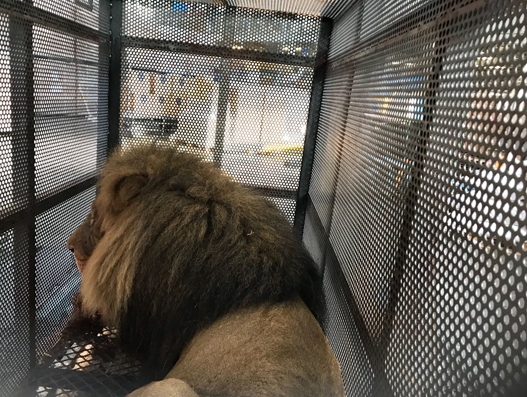 Wild predators travel from Prague to Istanbul aboard Turkish Cargo Wild predators travel from Prague to Istanbul aboard Turkish Cargo
