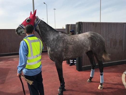 Turkish Cargo flies horses to Istanbul and Dubai