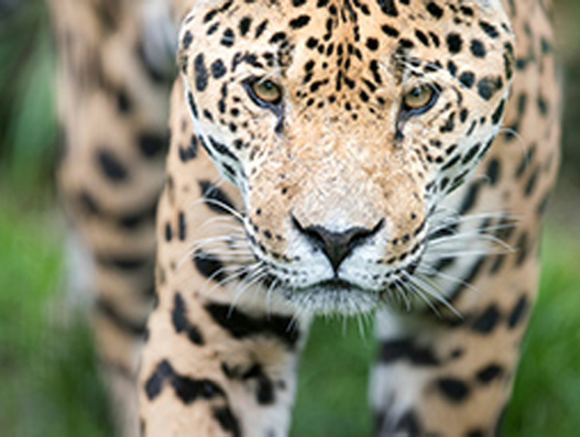 New effort by IATA to help cut illegal wildlife shipments