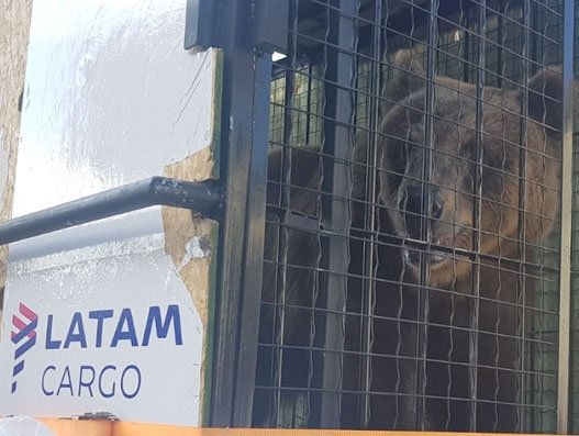 Yet another urso makes its way from Salvador to Sao Paulo aboard LATAM Cargo