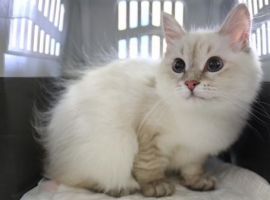 AirBridgeCargo Airlines, the carrier within Volga-Dnepr Group, has safely delivered 54 cats and 25 dogs to their new places of living.
