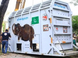 The carefully planned temperature-controlled multimodal journey of Kaavan started from Islamabad and ended in a sanctuary in Cambodia.